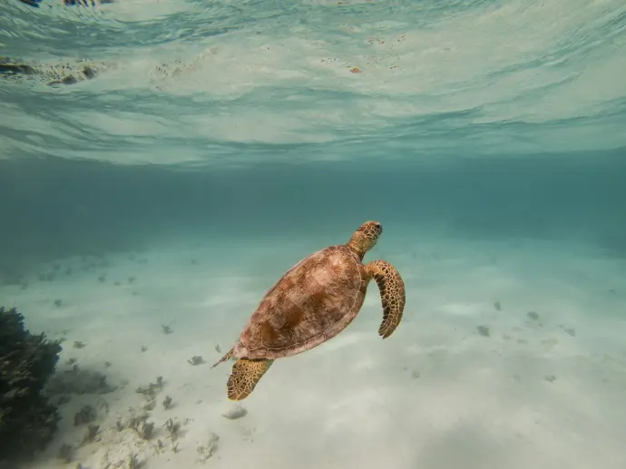 brown sea turtle in water